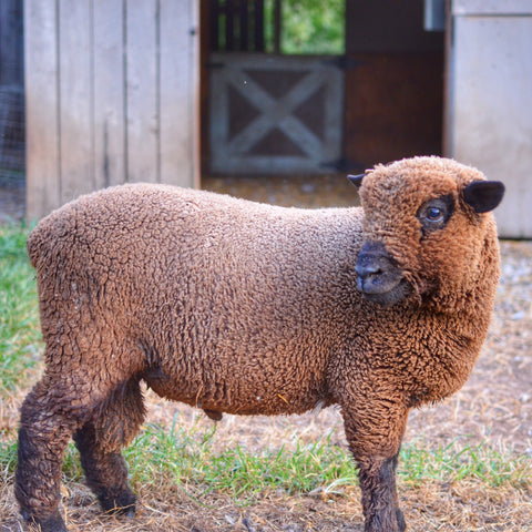 1818 Farms Babydoll Sheep