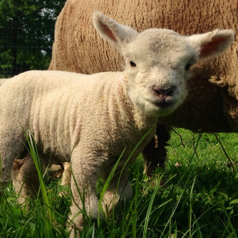 1818 Farms Babydoll Sheep