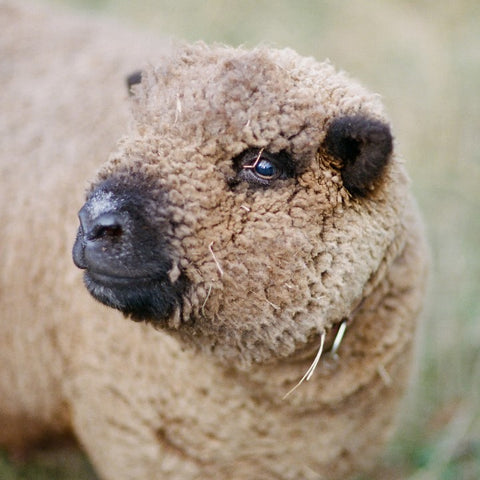 1818 Farms Babydoll Sheep