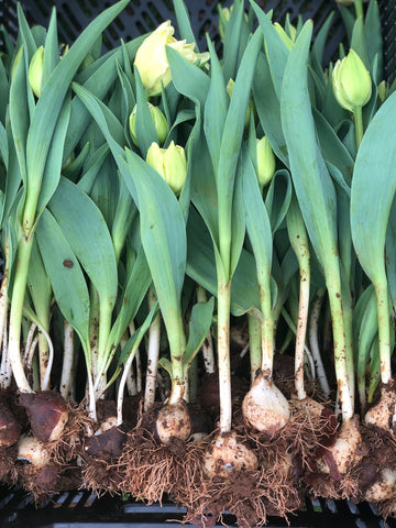 Harvesting Tulips - First Flowers of 2020 – 1818 Farms