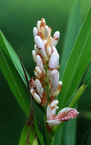 Cardamom Pods In Natural Form