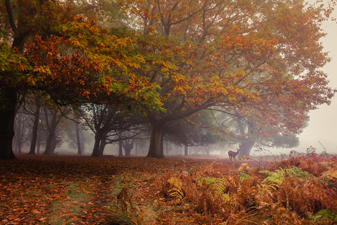 Richmond Park Oak Deer