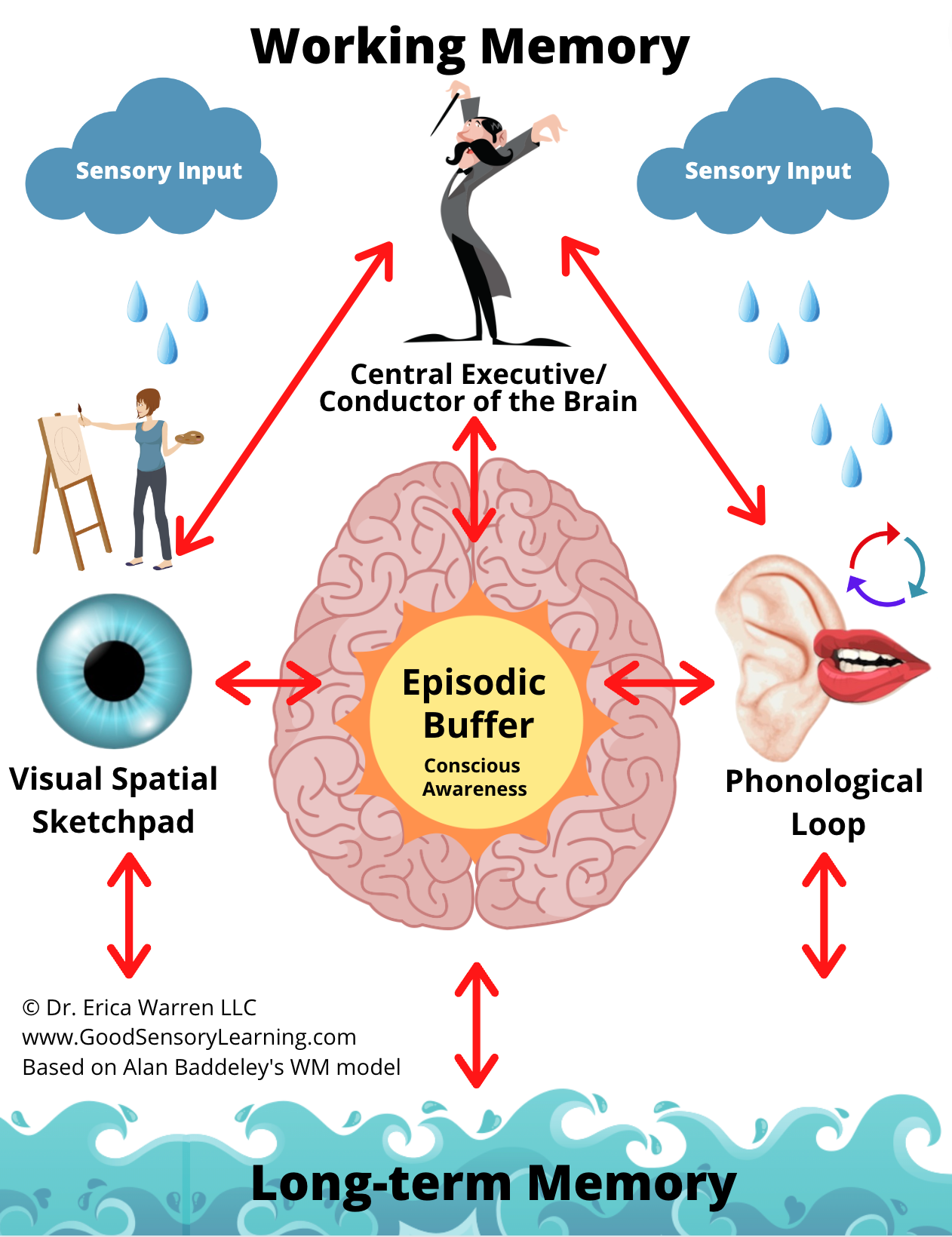 How working memory takes in information from the environment