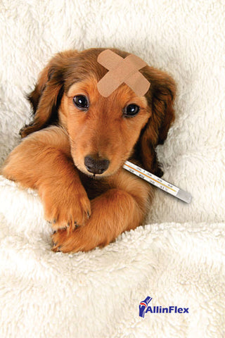 home remedies for injured dogs