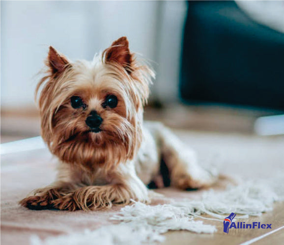 Best joint health support for small dogs