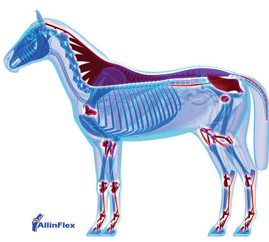 Hyaluronic acid supplement for horse joint health