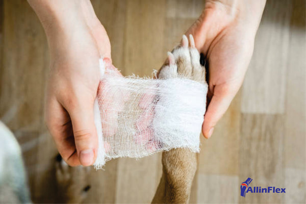 how to treat minor dog injuries at home