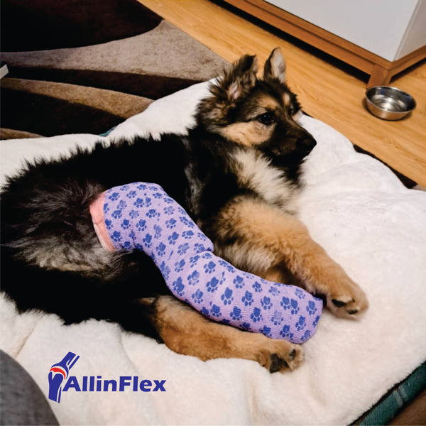 bone and joint nutrients for dogs with fracture