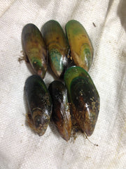 NZ Green Lip Mussel for people, horses and dogs Allinflex 