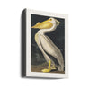 American White Pelican From Birds of America (1827)
