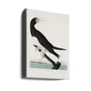 Booby Gannet From Birds of America (1827)