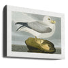 Fulmar Petrel From Birds of America (1827)
