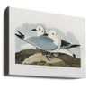 Kittiwake Gull From Birds of America (1827)
