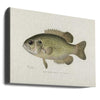 Rock Bass (ambloplites Rupestris) By Sherman F. Denton (1856 1937)