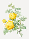 Vintage Sulphur rose - Plakat eller lerret