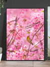 Cherry blossoms and bird