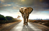 Elephant on a road