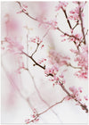 Cherry Blossom No.1