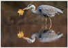 Grey heron saying goodbye to autumn