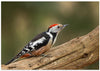 Middle spotted woodpecker.