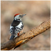 The little middle woodpecker.