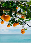 Amalfi Coast Oranges IV