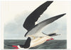 Black Skimmer From Birds of America (1827)