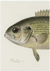 Rock Bass Crop