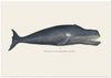 Whale I Antique Handcolored Sealife Lithograph 1824