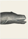 Whale Ii Tight Crop Handcolored Sealife Lithograph 1824