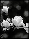 Black and White Magnolia Poster - Plakatbar.no