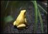 Black Gold Frog Poster - Plakatbar.no