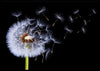 Dandelion blowing- poster - Plakatbar.no