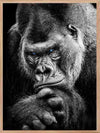 Gorilla - Blue Eyes Poster - Plakatbar.no