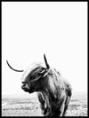 Highland Cow Poster - Plakatbar.no