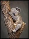 Koala sovende i tre - Plakat - Plakatbar.no