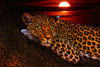 Leopard i solnedgang poster - Plakatbar.no