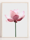 Lotus blomst - Plakatbar.no