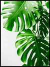 Monstera 06 - Botanisk Plakat - Plakatbar.no