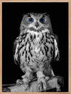 Owl - Blue Eyes Poster - Plakatbar.no