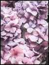 Purple botanic - Poster - Plakatbar.no