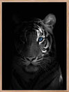 Tiger i skygge - Blue Eyes Poster - Plakatbar.no