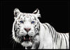 White Tiger - Blue Eyes Poster - Plakatbar.no