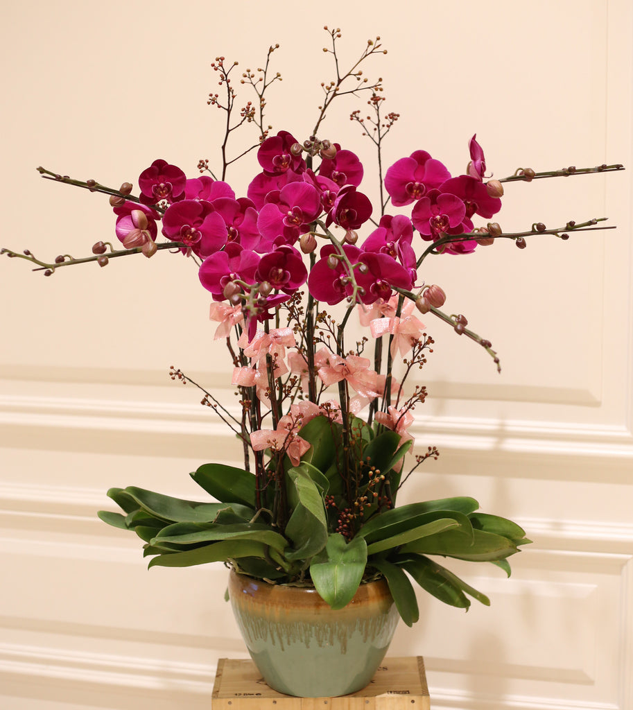 Stylish Fuchsia Phalaenopsis Orchids Chinese New Year 新年蘭花蝴蝶蘭花店年花公司擺設開業花籃開張 Lily Sarah Floral Studio