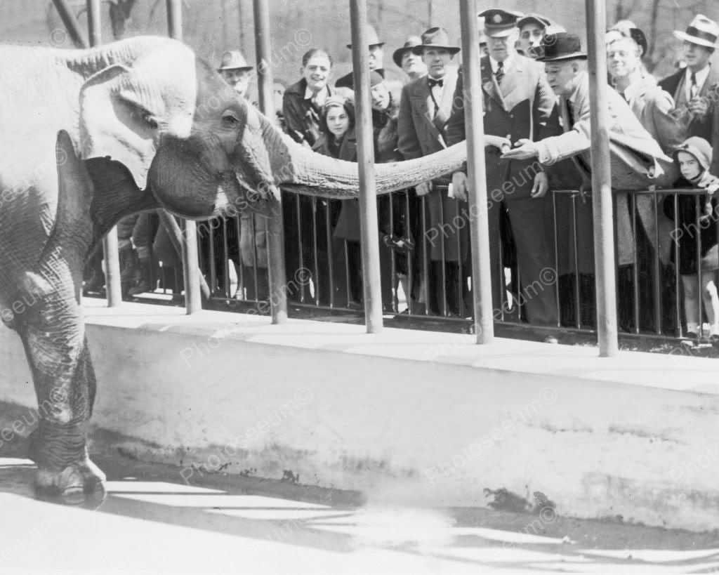 Feeding Elephant Central Park Zoo NY 1935 Vintage 8x10 Reprint Of Old ...