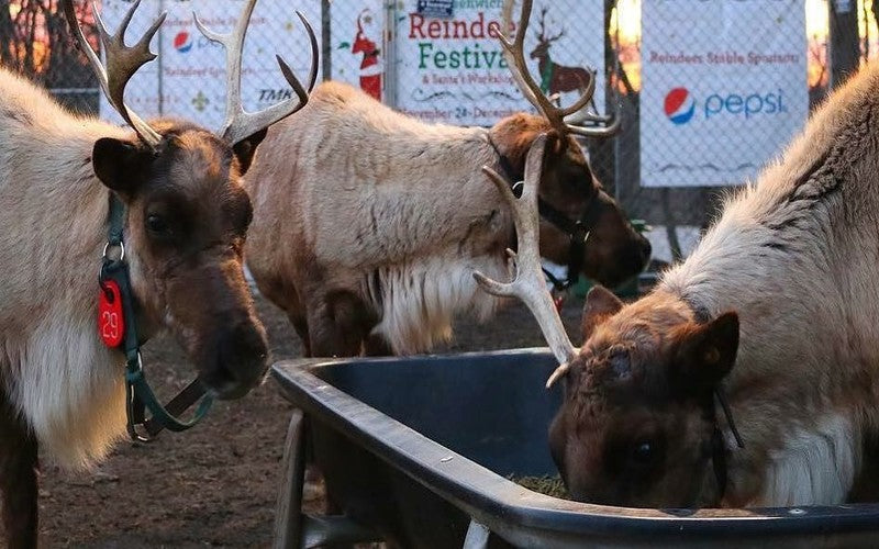 Head To Connecticut For The Greenwich Reindeer Festival Chowdaheadz