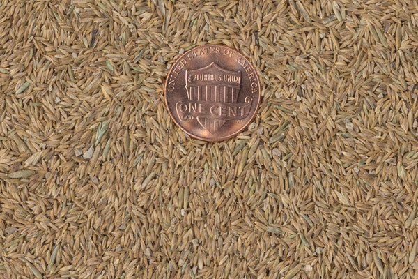 kentucky bluegrass seed