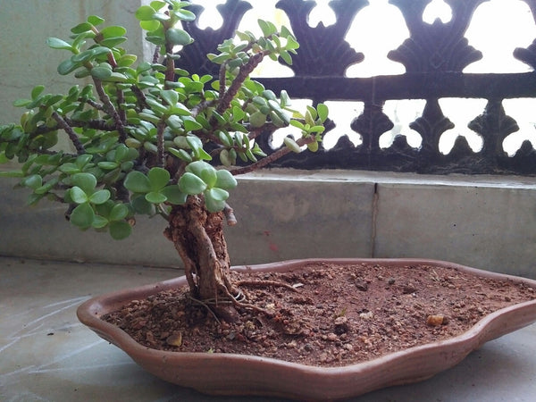 Buy Bonsai Jade Plant  Online  India  and Hyderabad 