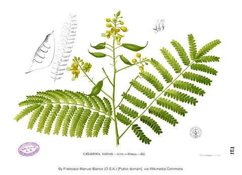 Sappanwood Botanical Drawing