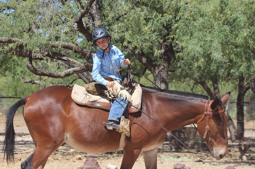 mule ranch rider